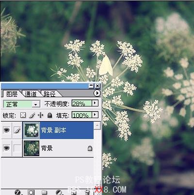 Photoshop为普通花卉照片添加柔和艺术效果,PS教程,思缘教程网