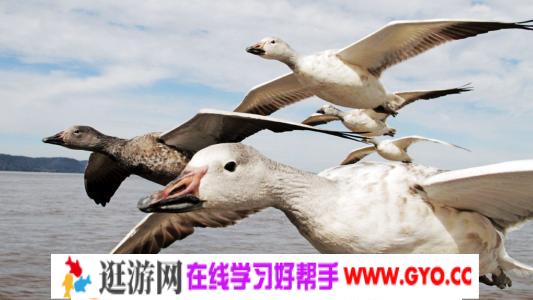 BBC.Earthflight【鸟瞰地球】.蓝光高清 百度网盘下载