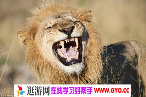 BBC.2018.Big Cats II【大猫 第二部】蓝光英语中文字幕 百度网盘下载