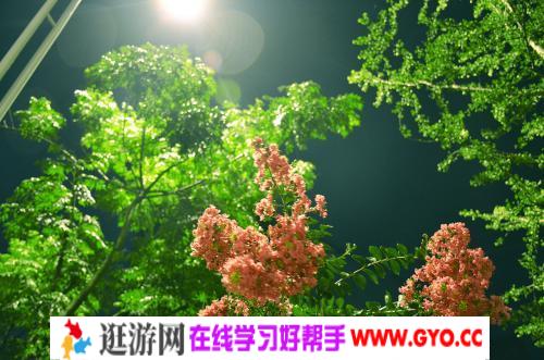 睡前故事《漫步植物世界》MP3打包下载 11集