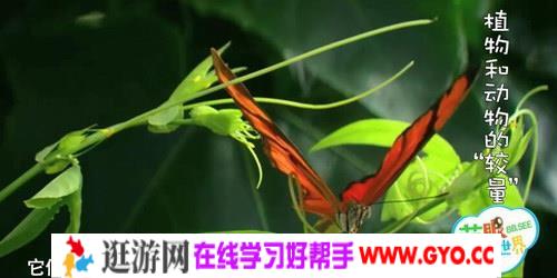 萌眼看世界之了不起的动植物（标清打包）百度网盘