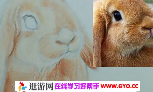 潭州彩铅教育之彩铅动物班（视频）百度网盘