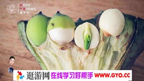 新升力植物课（完结）（高清视频）百度网盘