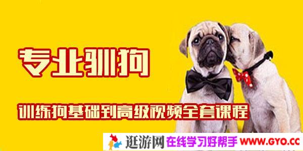 专业驯狗-训练狗基础到高级视频全套课程
