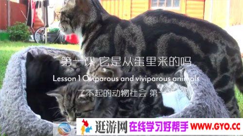 芝麻学社《了不起的动物社会》新升力双语动物课